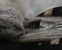 Reduviidae: Coranus kerzhneri from Turkey